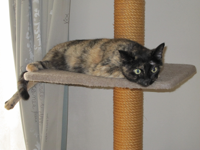 キャットタワー